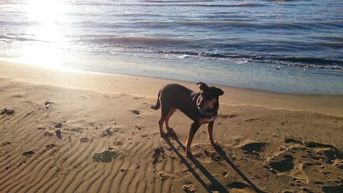 Mein Hund Gina immer dabei